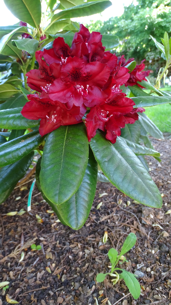 Cherry Kiss